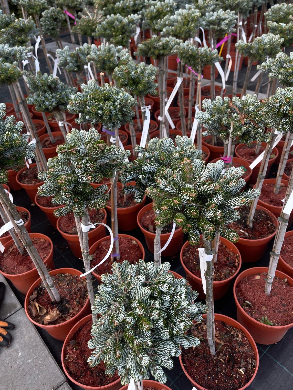 plant002 - Szkółka Ula Milczanowska